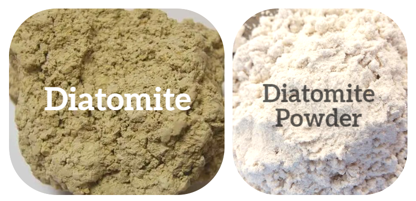 diatomite.png