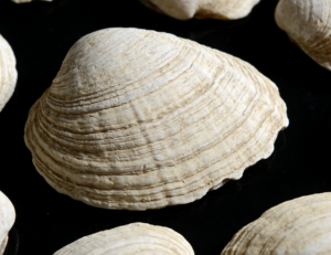 Sea Shells